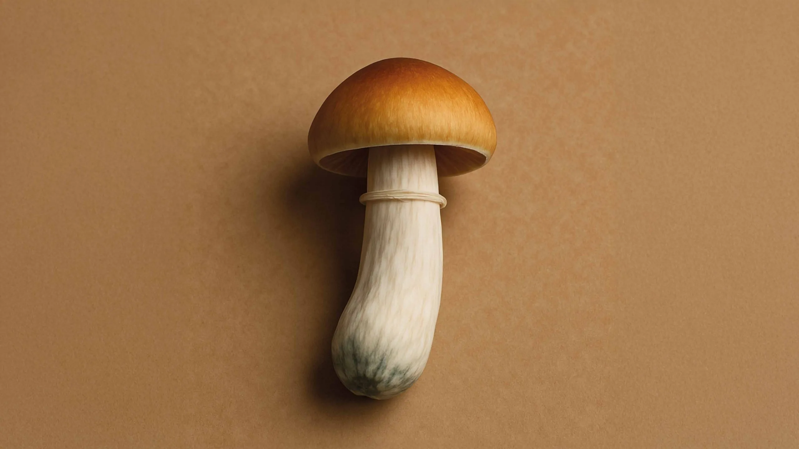 tudo sobre o psilocybe cubensis cogumelos mágicos