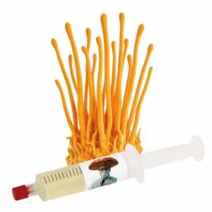 cordyceps militaris semente cultura líquida