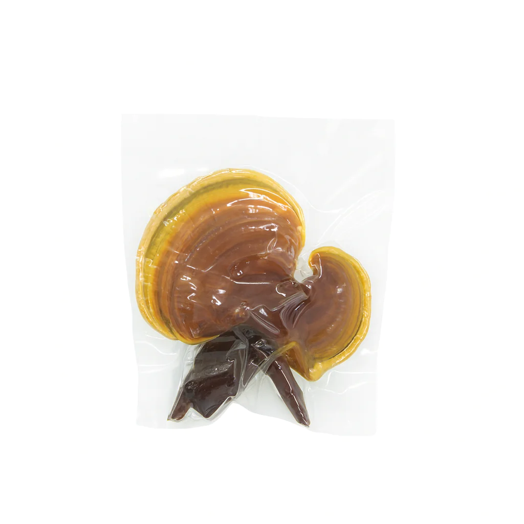 Reishi (Ganoderma lucidum) - Amostra Botânica - Imagem 2