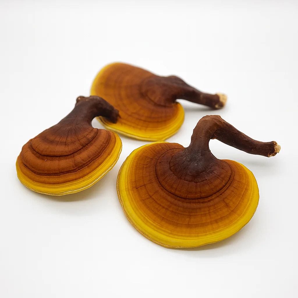 Reishi (Ganoderma lucidum) - Amostra Botânica - Imagem 3