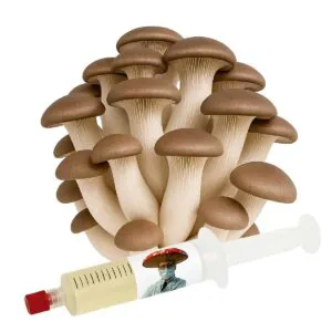 Shimofuri (Pleurotus ostreatus) – Semente Cultura Líquida