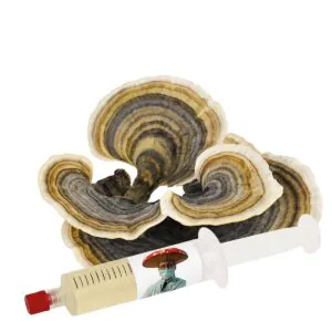 Cauda de Peru (Trametes versicolor) – Cultura Líquida