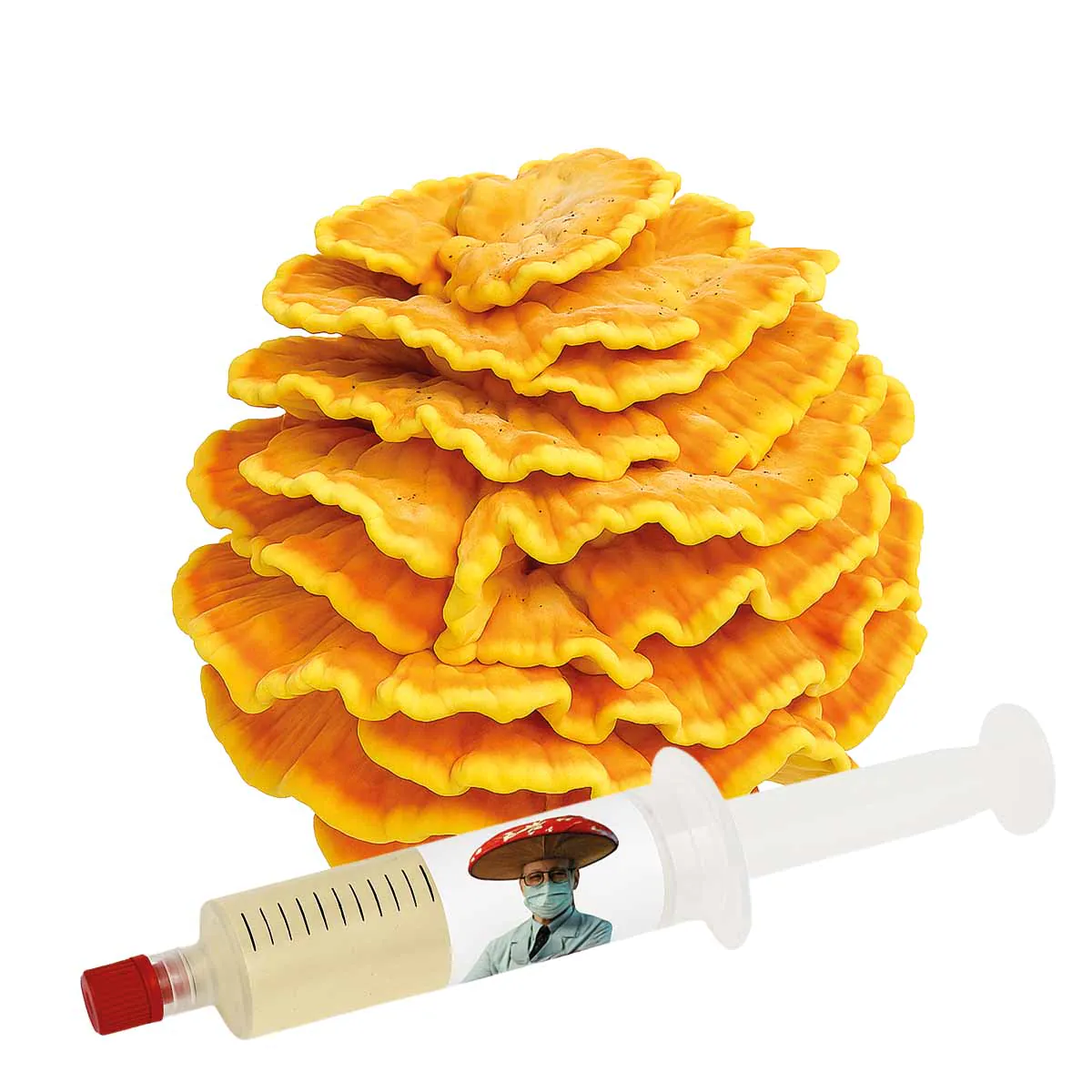 Frango da Floresta (Laetiporus sulphureus) - Semente Cultura Líquida