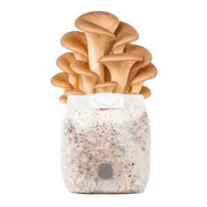 Grãos Colonizados de Shimeji Marrom | Spawn | Semente Pleurotus pulmonaris