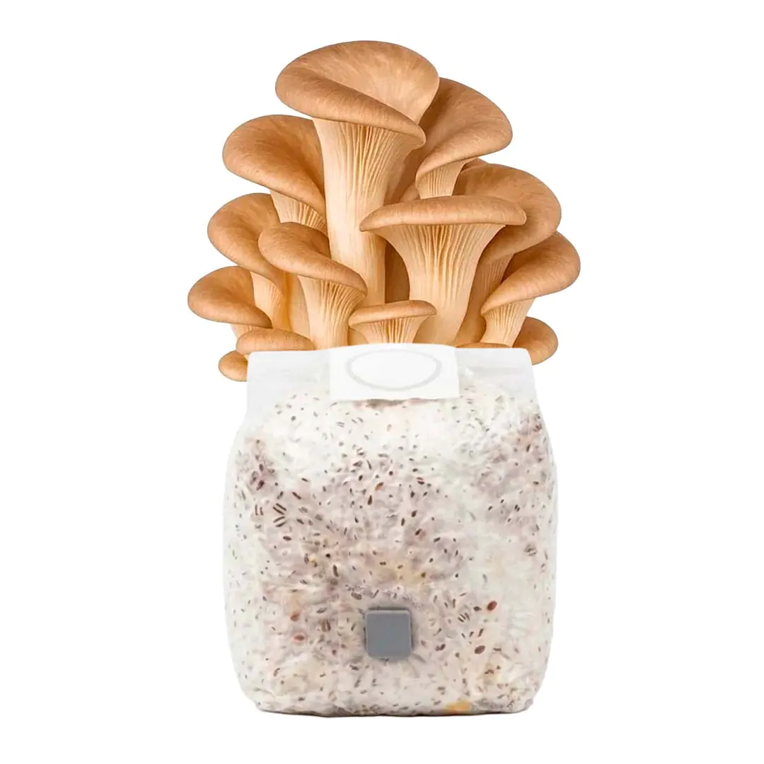 Grãos Colonizados de Shimeji Marrom | Spawn | Semente Pleurotus pulmonaris