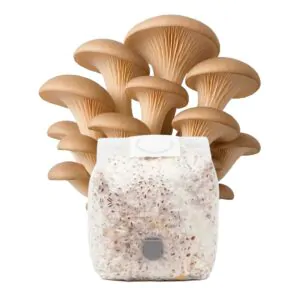 Grãos Colonizados de Shimeji “Pérola” | Spawn | Semente Pleurotus ostreatus
