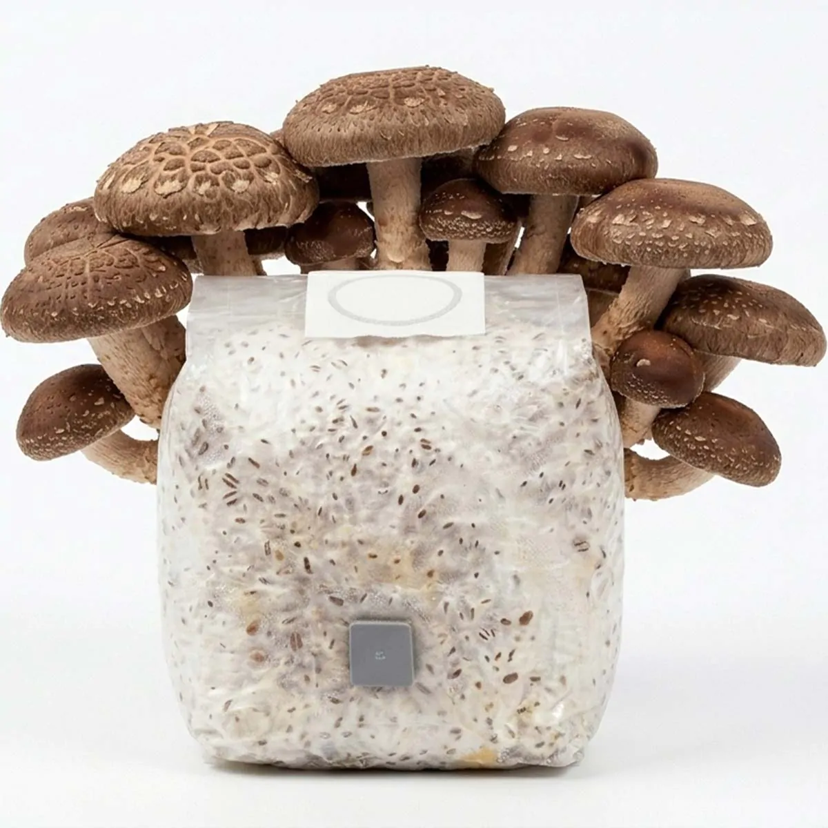 Grãos Colonizados de Shiitake | Spawn | Semente Lentinula edodes