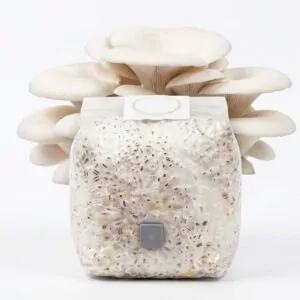 Grãos Colonizados de Shimeji Branco | Spawn | Semente Pleurotus ostreatus