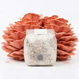 Grãos Colonizados de Shimeji Rosa | Spawn | Semente Pleurotus djamor