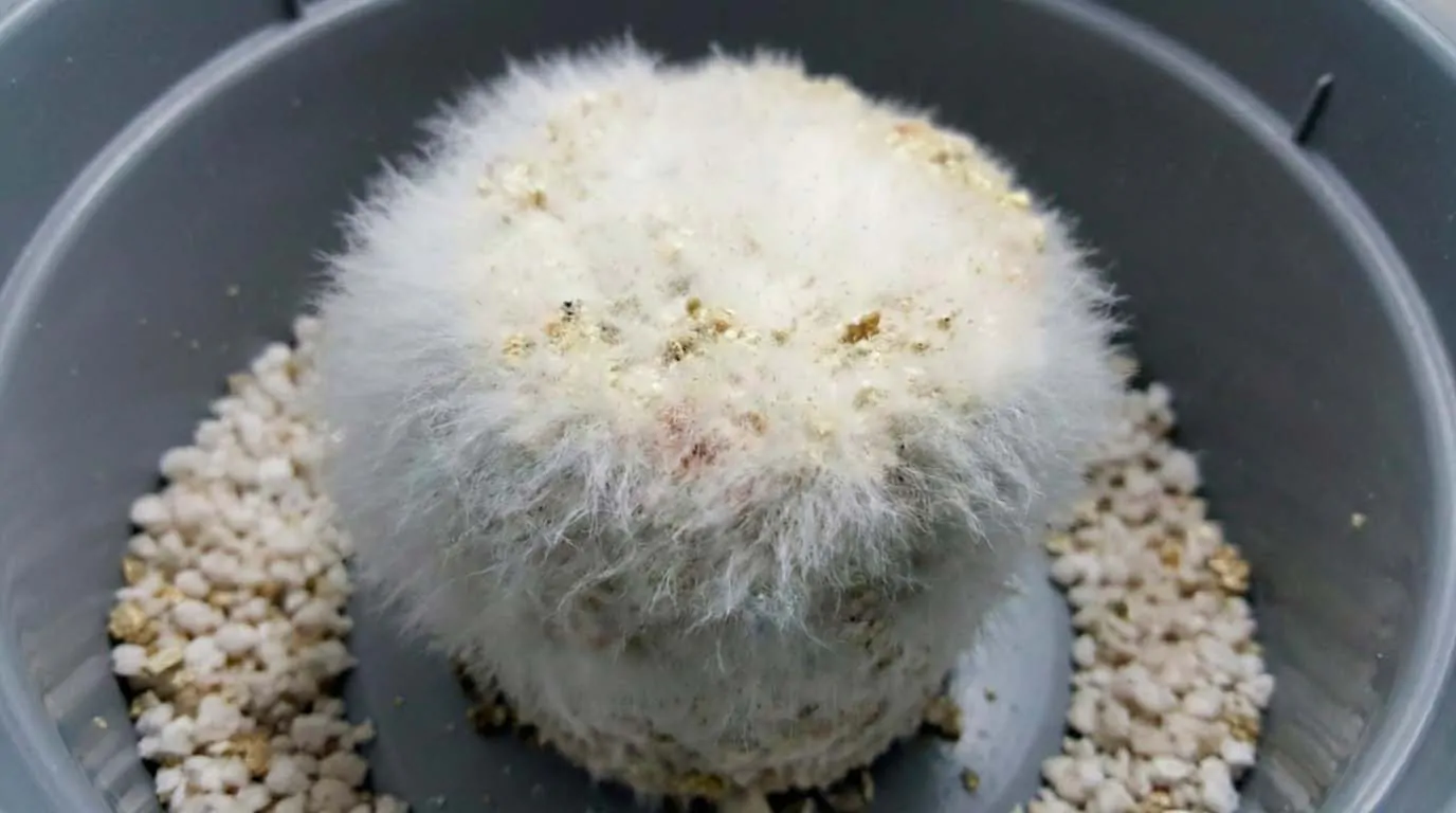 Guia de Contaminações no Cultivo de Cogumelos - Imagem 5