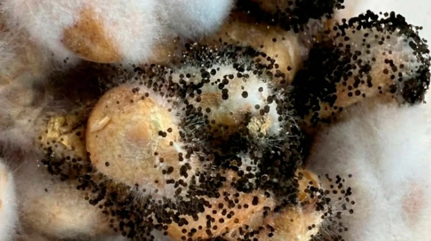 Guia de Contaminações no Cultivo de Cogumelos - Imagem 2