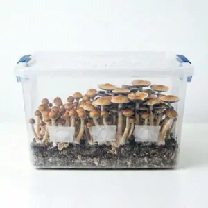 cultivo em monotub