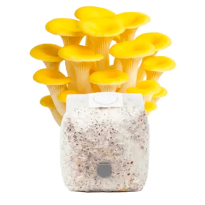 Grãos Colonizados de Shimeji Amarelo | Spawn | Semente Pleurotus citrinopileatus