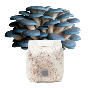 Grãos Colonizados de Shimeji Azul | Spawn | Semente Pleurotus columbinus