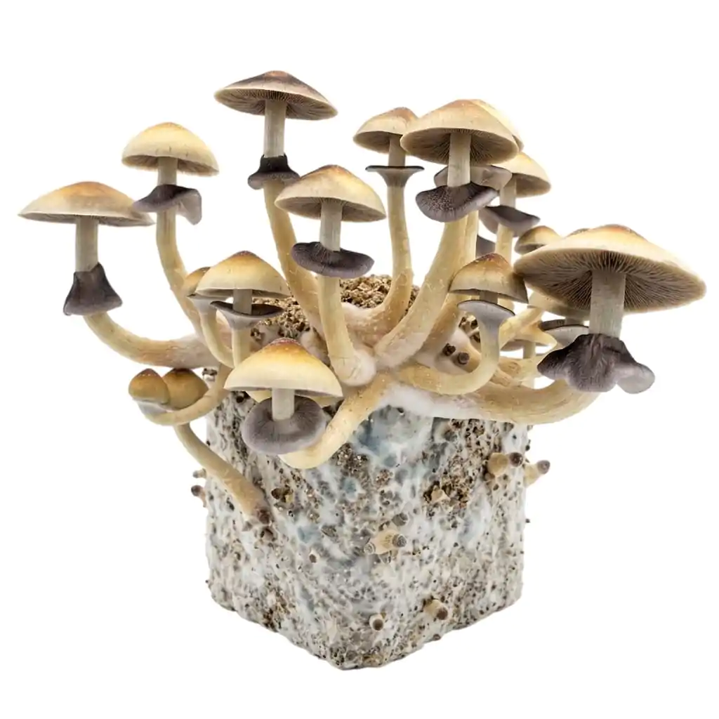 Kit cultivo completo em casa PFTek psilocybe cubensis